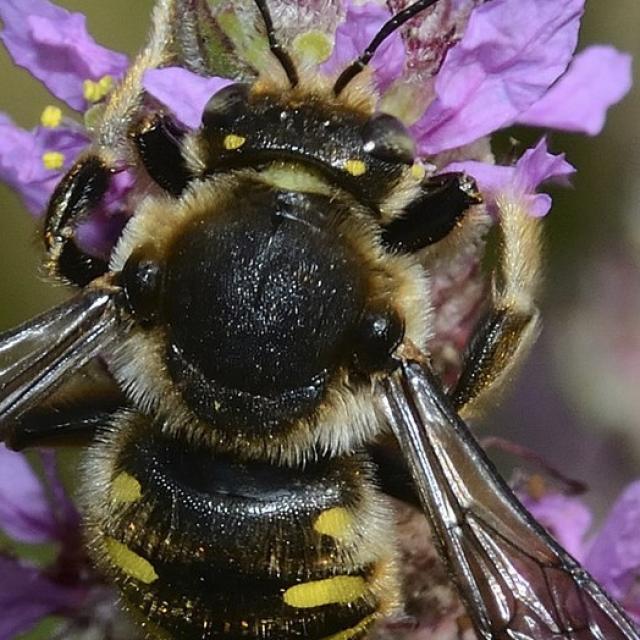 Wildbienen der Schweiz  - Anthidium septemspinosum