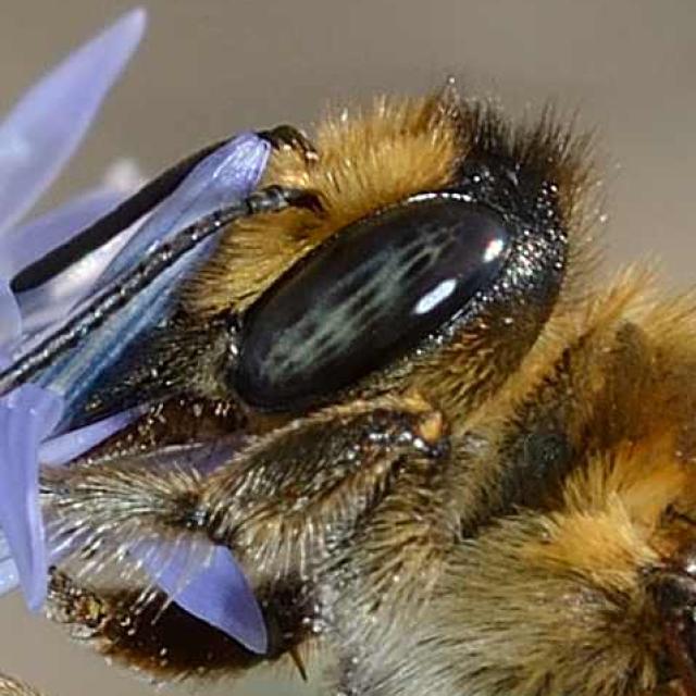 Wildbienen der Schweiz  - Megachile maritima