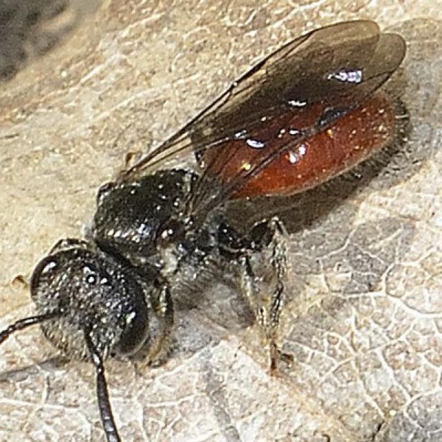 Wildbienen der Schweiz Gerandete Zwerg-Blutbiene - Sphecodes majalis