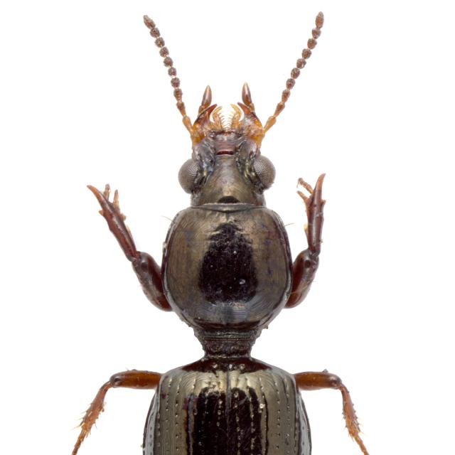   - Dyschirius intermedius