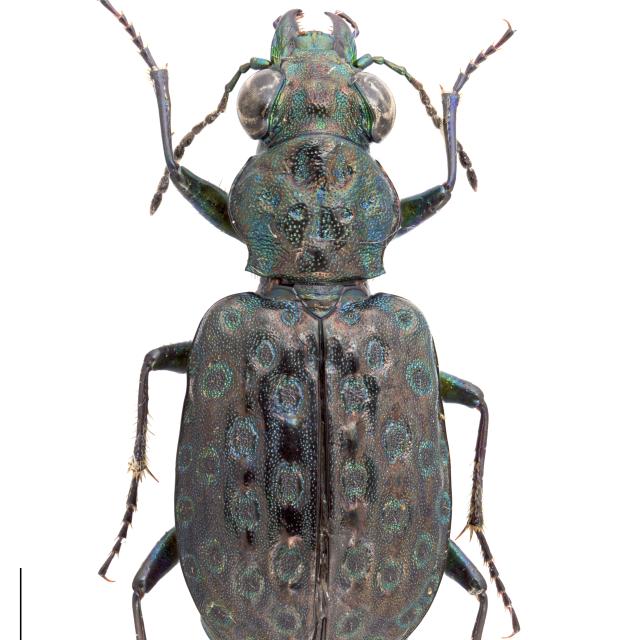   - Elaphrus uliginosus