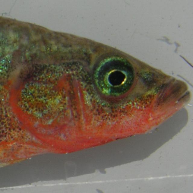 Fischen der Schweiz Westlicher Dreistachligen Stichling  - Gasterosteus gymnurus