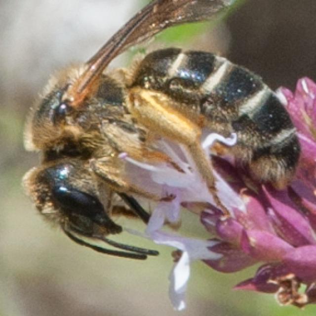 Wildbienen der Schweiz Vierbinde Furchenbiene - Halictus quadricinctus