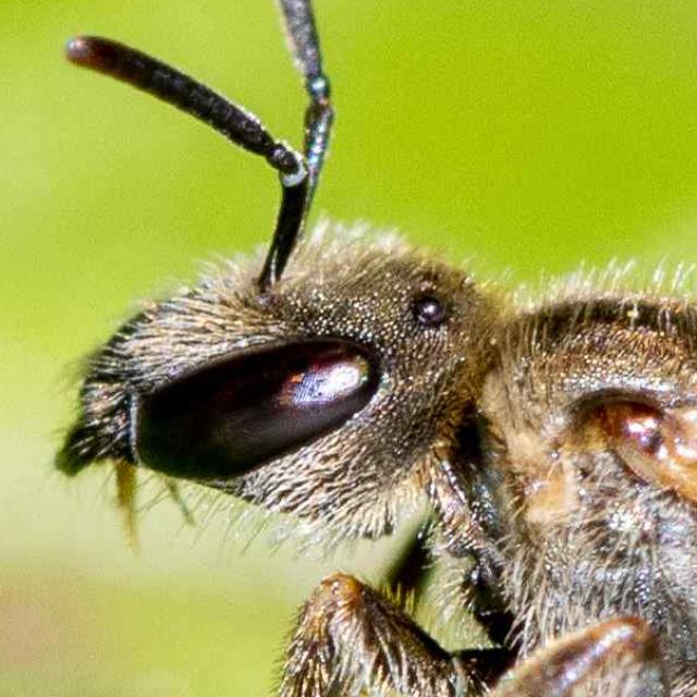 Wildbienen der Schweiz Gewöhnliche Goldfurchenbiene - Halictus tumulorum