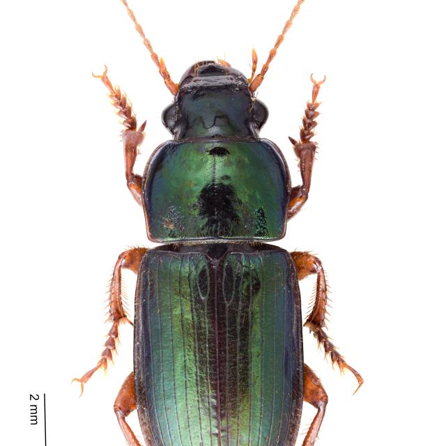   - Harpalus affinis
