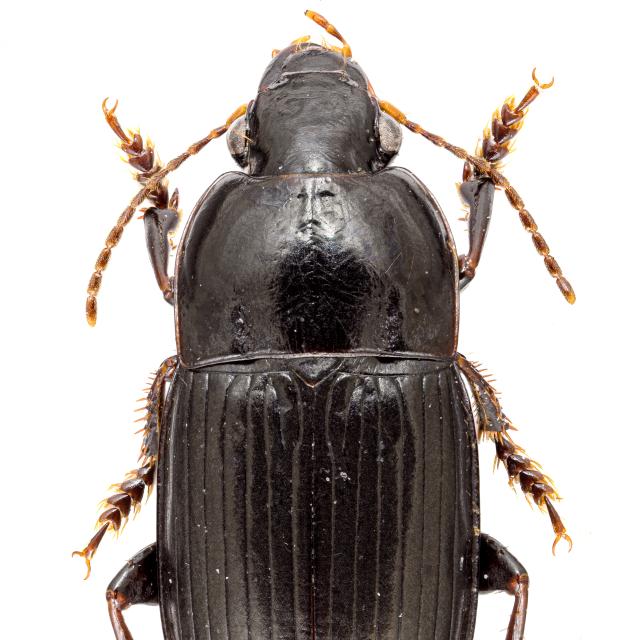   - Harpalus anxius