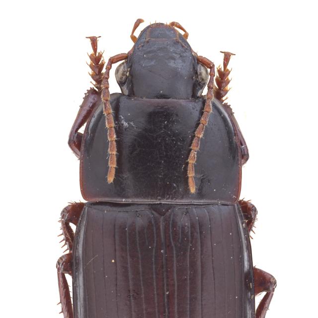   - Harpalus politus politus