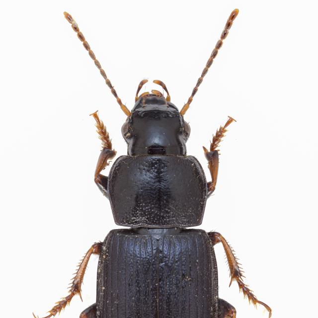   - Harpalus signaticornis