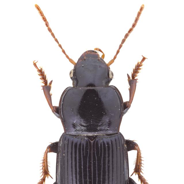   - Harpalus sulphuripes sulphuripes