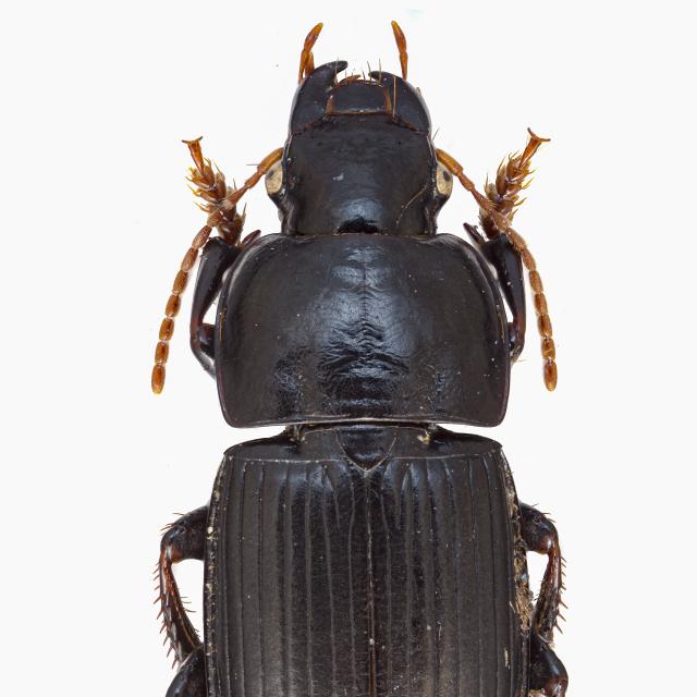   - Harpalus tardus
