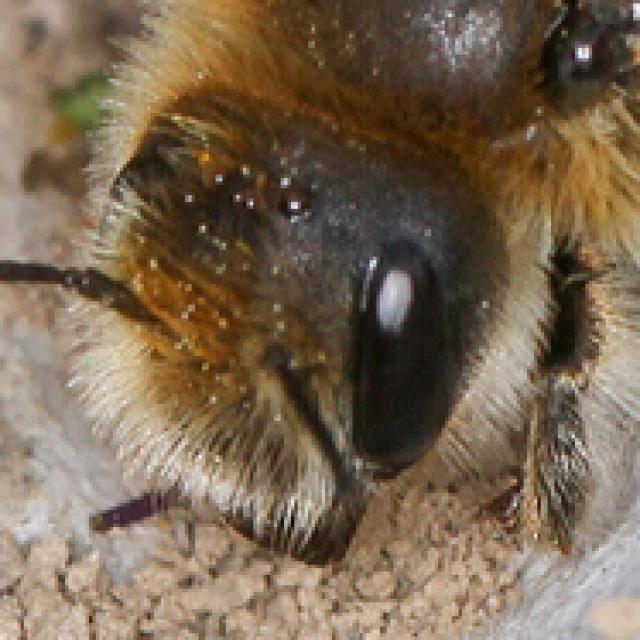 Wildbienen der Schweiz Zottige Felsenbiene - Hoplitis villosa
