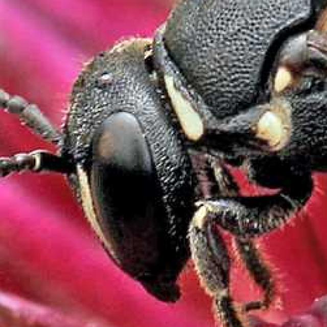 Wildbienen der Schweiz  - Hylaeus punctulatissimus