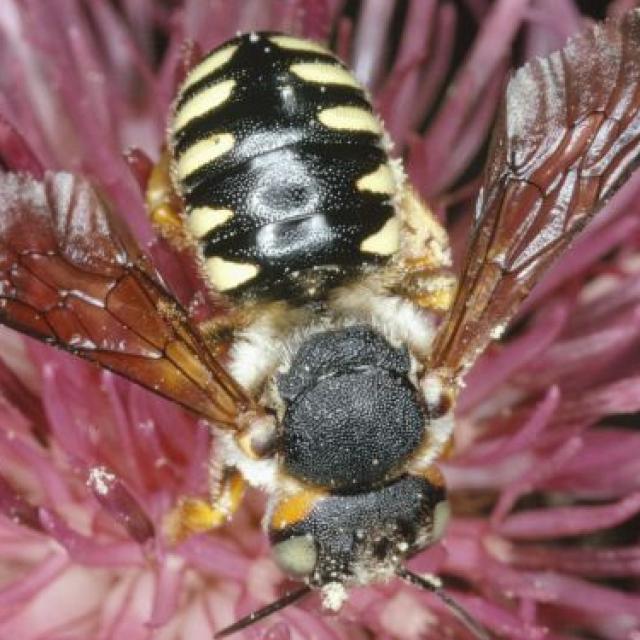 Wildbienen der Schweiz  - Icteranthidium laterale