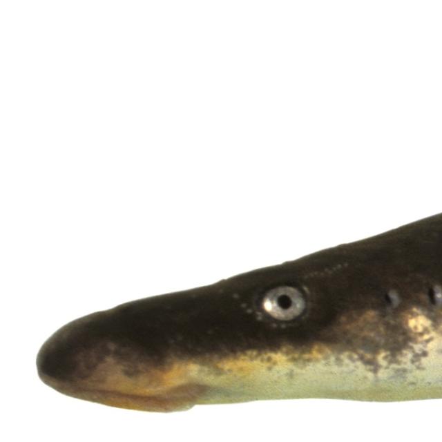 Fischen der Schweiz Flussneunauge  - Lampetra fluviatilis 