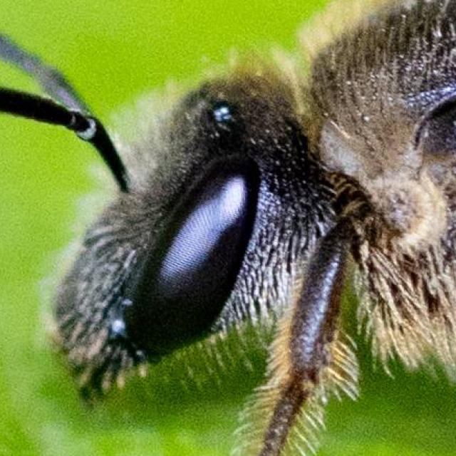 Wildbienen der Schweiz Breitbindige Schmalbiene - Lasioglossum zonulum