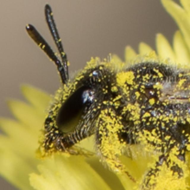Wildbienen der Schweiz Kurzfühler-Schmalbiene - Lasioglossum brevicorne