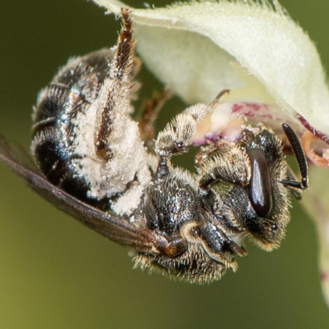 Wildbienen der Schweiz Glatte Langkopf-Schmalbiene - Lasioglossum clypeare