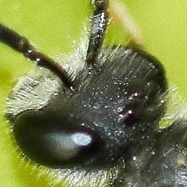 Wildbienen der Schweiz Frülings-Schmalbiene - Lasioglossum pallens