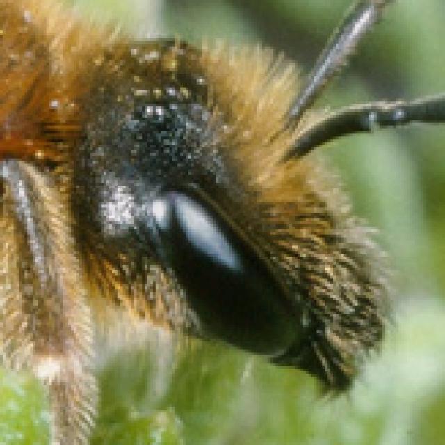 Wildbienen der Schweiz Grosse Salbei-Schmalbiene - Lasioglossum xanthopus