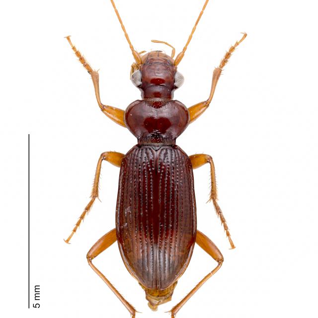  - Leistus ferrugineus