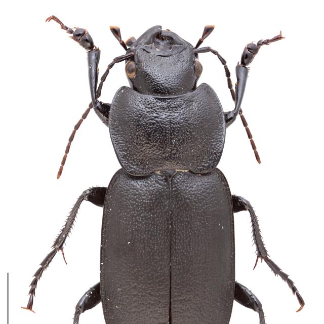   - Licinus cassideus cassideus