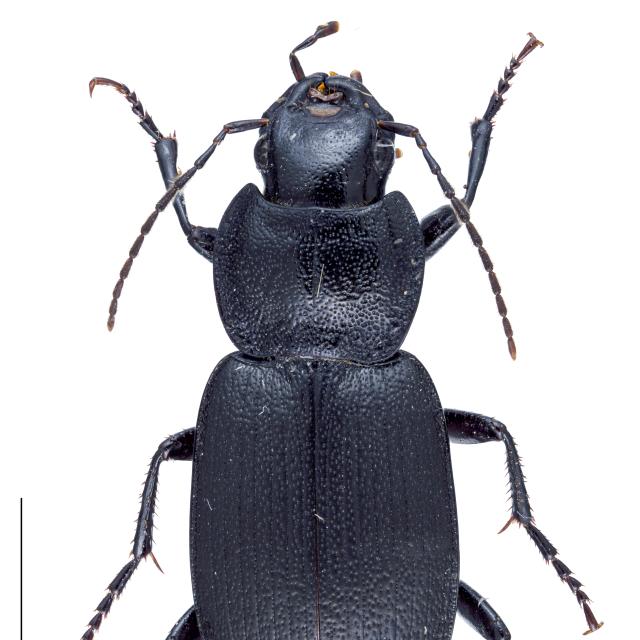   - Licinus depressus