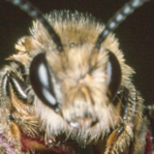 Wildbienen der Schweiz Blutweiderich-Sägehornbiene - Melitta nigricans