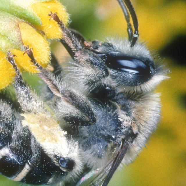 Les abeilles sauvages de Suisse Mélitte de l' Odontite - Melitta tricincta