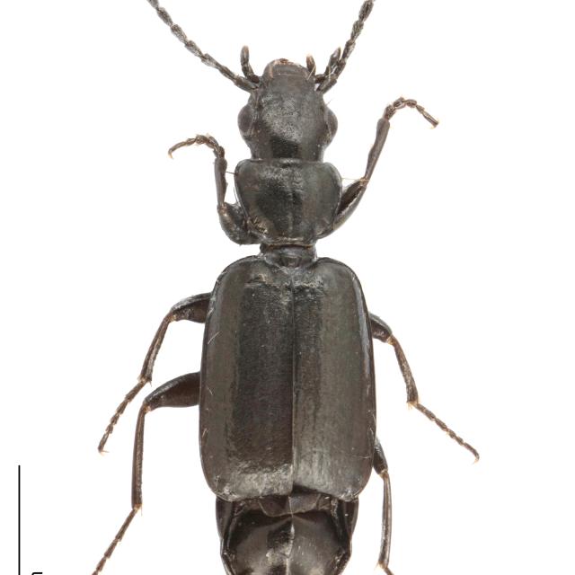   - Microlestes minutulus