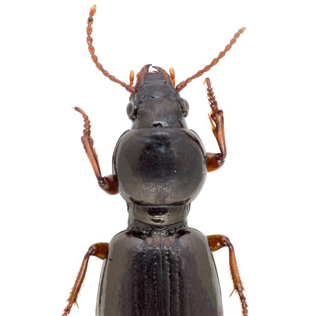   - Miscodera arctica