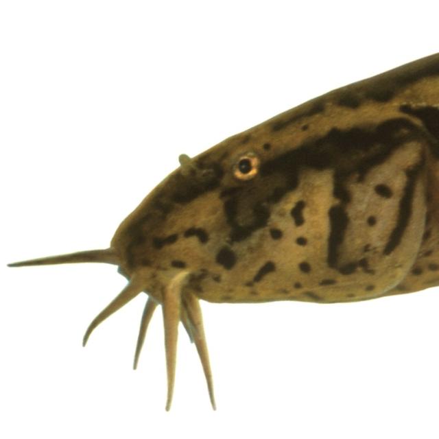Fischen der Schweiz Moorgrundel oder Schlammpeitzger - Misgurnus fossilis 