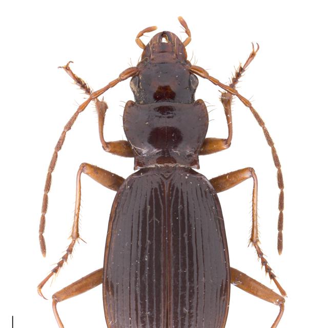   - Nebria cordicollis