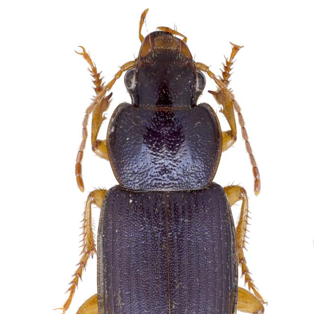   - Ophonus ardosiacus