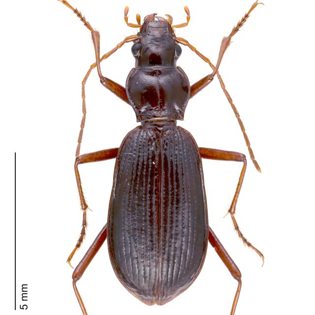   - Oreonebria angusticollis