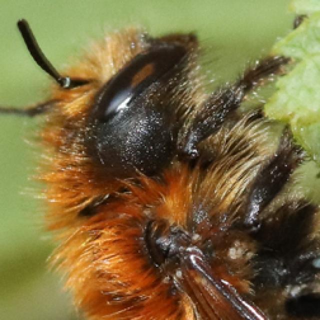 Wildbienen der Schweiz Schwarzbürstige Mauerbiene - Osmia nigriventris