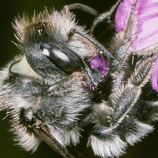 Wildbienen der Schweiz Triester Mauerbiene - Osmia tergestensis
