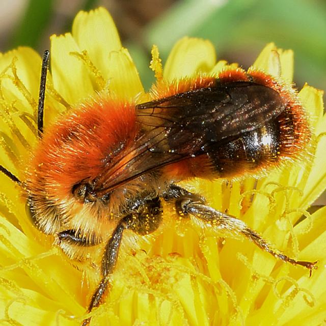 Wildbienen der Schweiz Hufeisenklee-Mauerbiene - Osmia xanthomelana