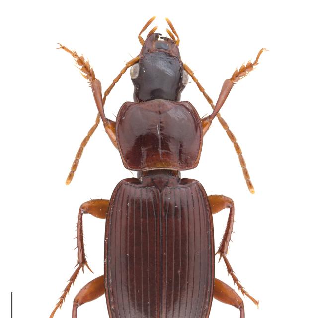   - Platyderus depressus