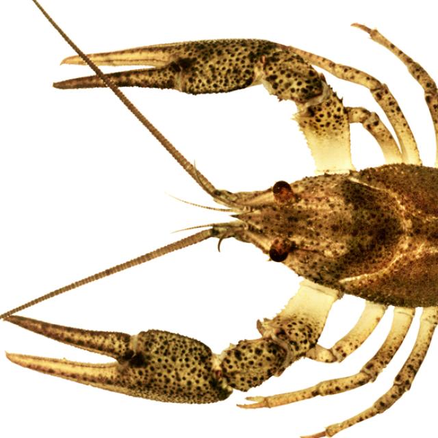  Galizierkrebs - Pontastacus leptodactylus