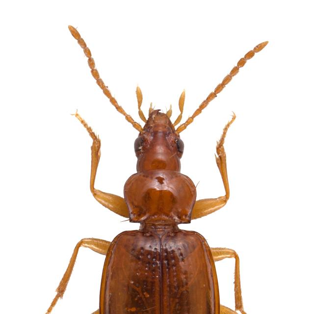   - Porotachys bisulcatus