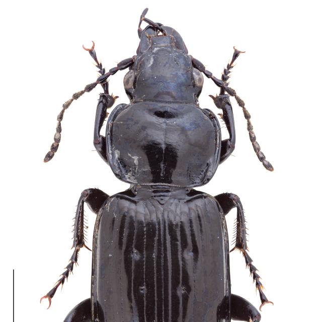   - Pterostichus aterrimus aterrimus