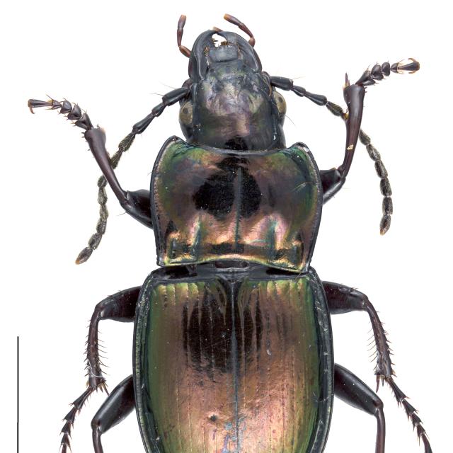   - Pterostichus burmeisteri burmeisteri