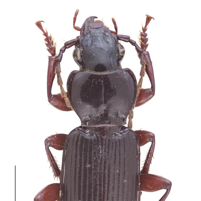   - Pterostichus macer macer