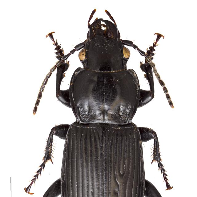 Carabes de Suisse  - Pterostichus melanarius melanarius