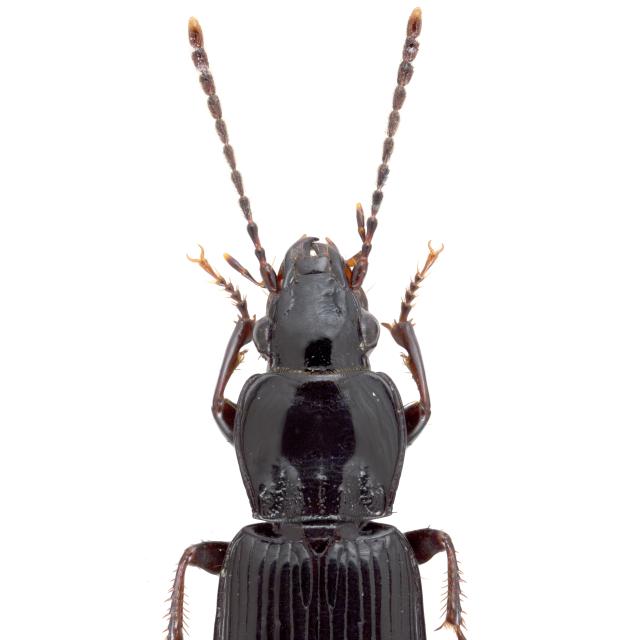   - Pterostichus minor minor