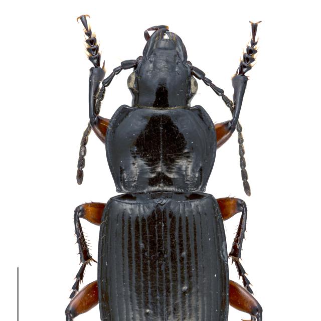   - Pterostichus morio morio