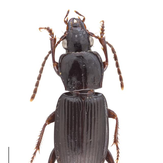   - Pterostichus oenotrius