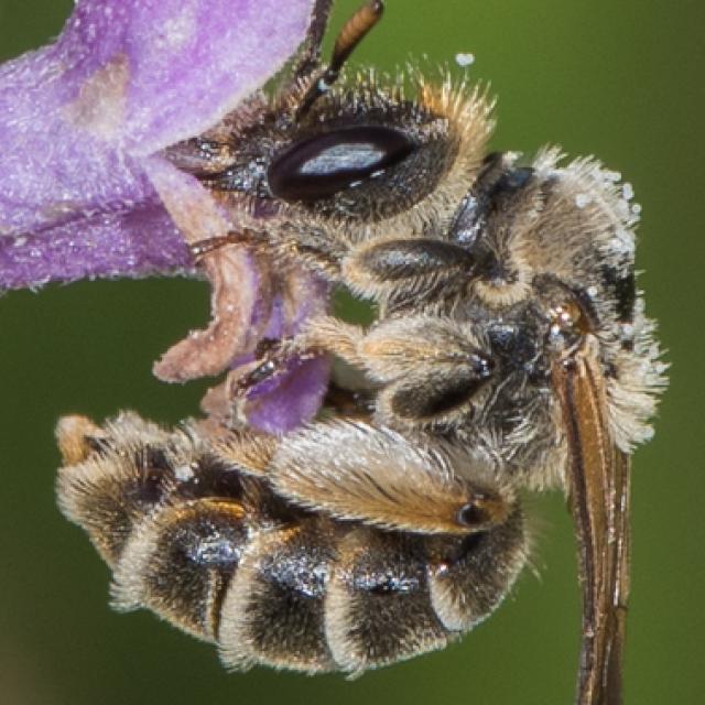 Wildbienen der Schweiz Späte Ziest-Schlürfbiene - Rophites quinquespinosus