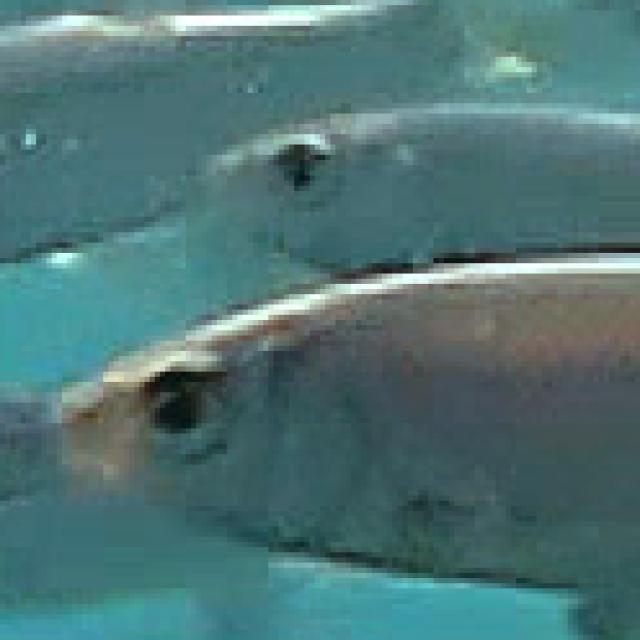 Fischen der Schweiz Rotauge  - Rutilus rutilus 