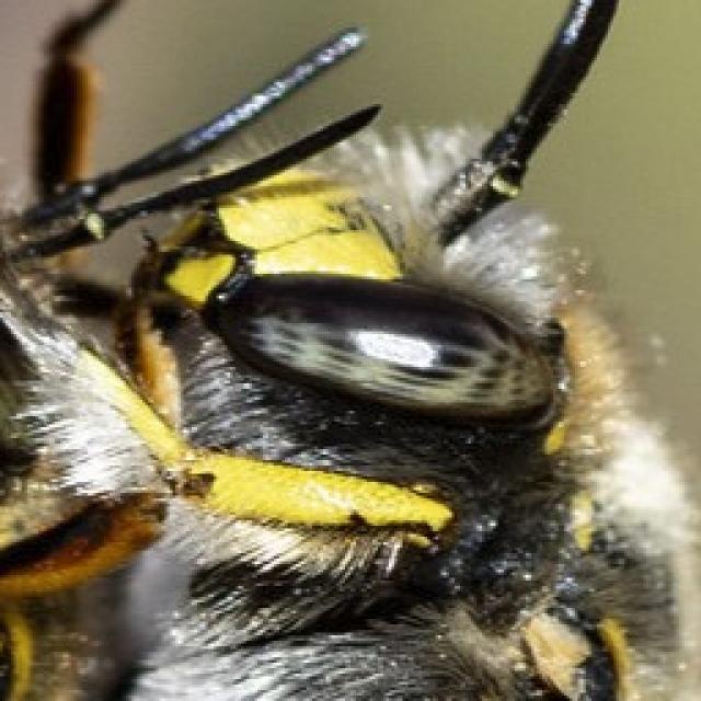 Wildbienen der Schweiz  - Anthidium manicatum